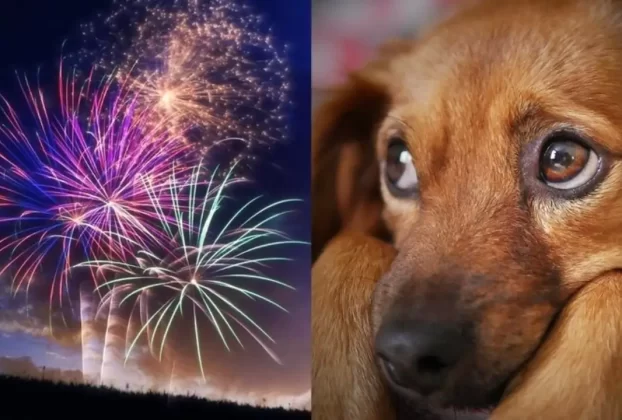 Fogos de Artifício Regulamentações 2024: Como as Leis Estão Mudando pelo Mundo