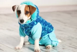 Roupas de Frio para Pets: Conheça as Melhores Formas de Cuidar de Seus Amigos de 4 Patas Nesse Inverno